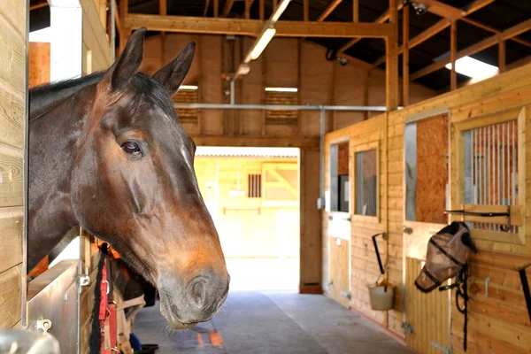 Caballo: aplicación de pellets de madera en caballerizas
